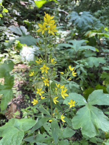 Lysimachia verticillaris
