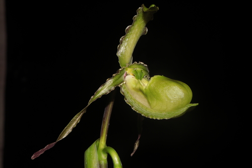 Phragmipedium boissierianum, photograph 6