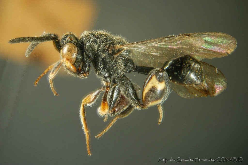 Chalcis neptis