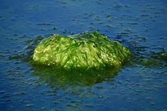 Ulva