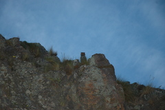 Bubo virginianus magellanicus