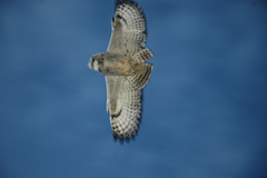 Bubo virginianus magellanicus