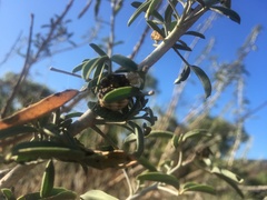 Mastophora