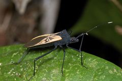 Leptoscelis limbativentris