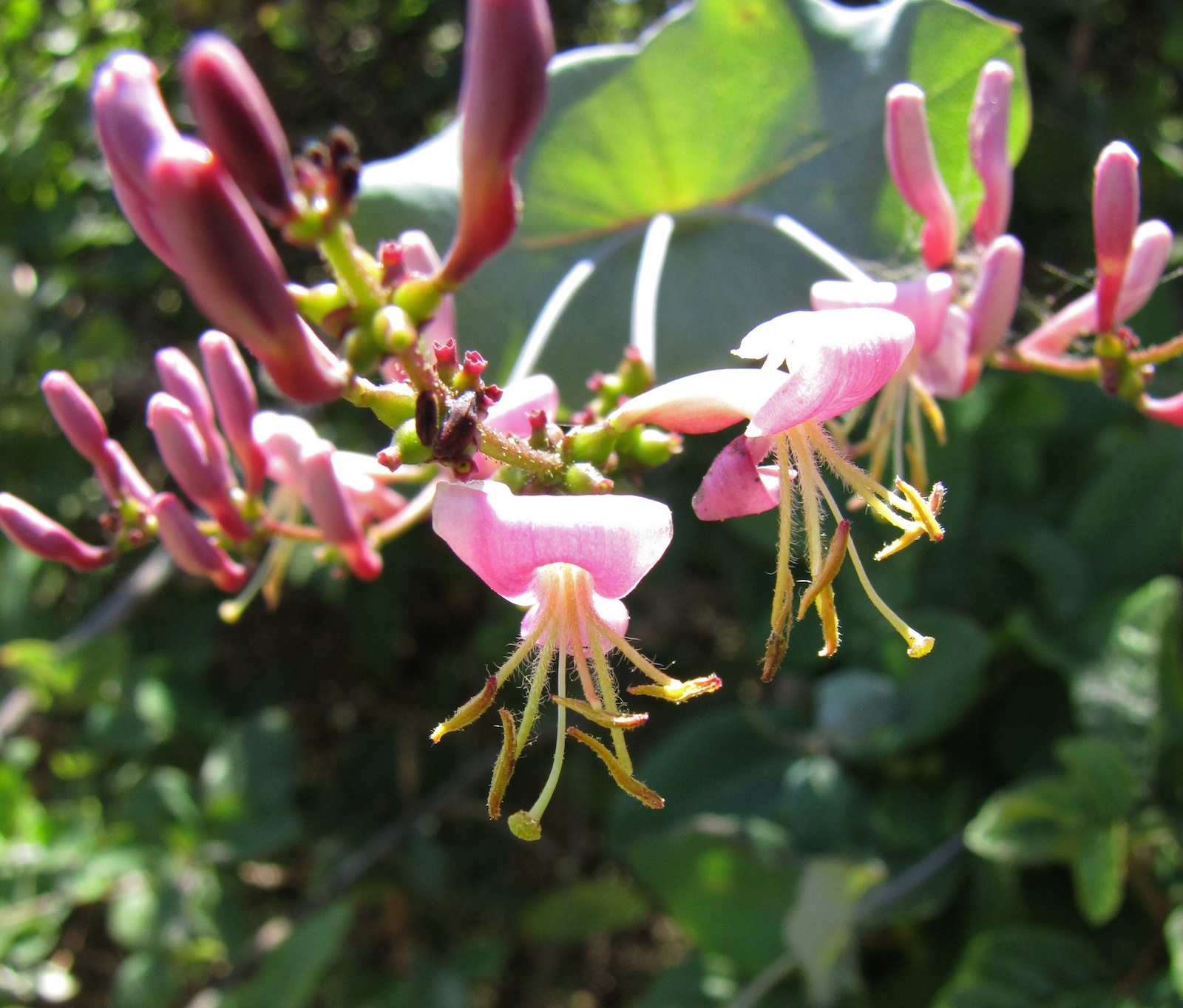 Pink Honeysuckle (Lonicera hispidula)  iNaturalist