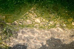 Ulva