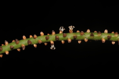 Geonoma orbignyana, photograph (c) Paúl Gonzáles, some rights reserved (CC BY)