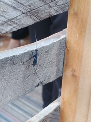 Dotocryptus bellicosus