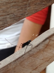 Dotocryptus bellicosus