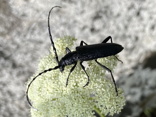 Capricorn beetle, Kal-Koritnica, Slovenia, photo 5 of 10