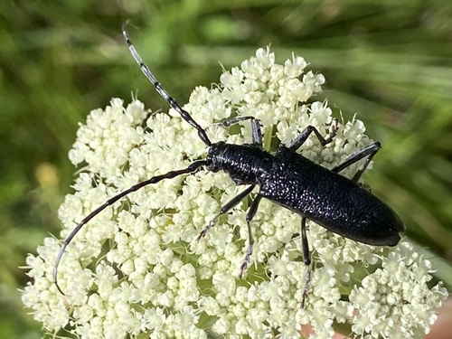 Capricorn beetle photo 5