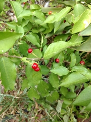 Malpighia glabra