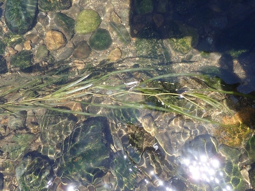 Potamogeton oxyphyllus iNat (3)