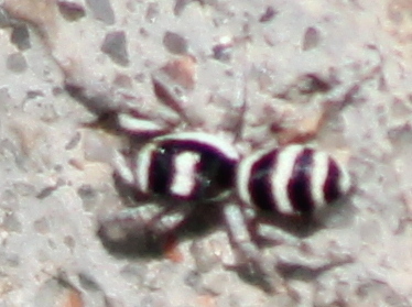 jumping spiders