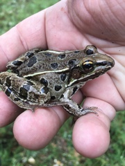 Lithobates kauffeldi