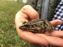 Lithobates kauffeldi