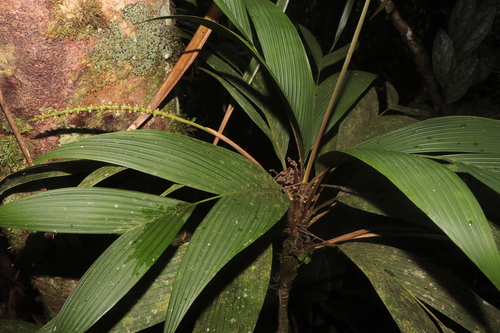 Geonoma orbignyana, photograph 5