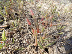 Salicornia perennis