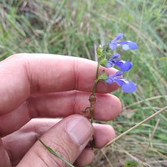 Salvia filifolia