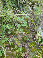 Conoclinium coelestinum image