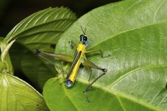 Eumastax
