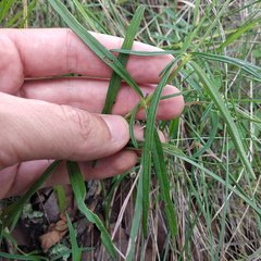 Salvia filifolia