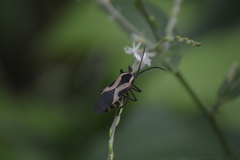 Sephina