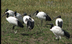 Threskiornis aethiopicus