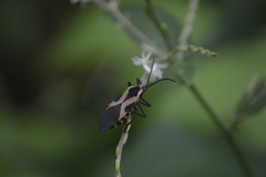 Sephina