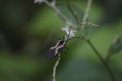 Sephina