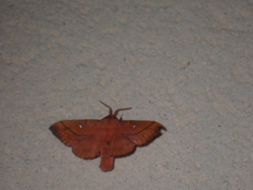 Odonestis pruni