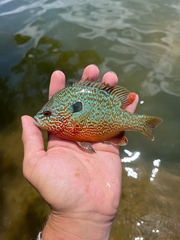 Longear Sunfish photo 4