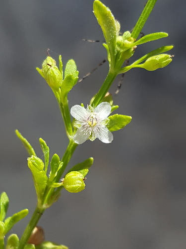 Scoparia dulcis iNat (2)