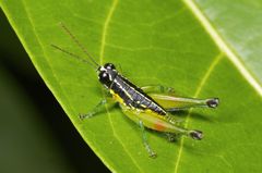 Liebermannacris dorsualis