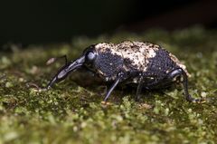 Heilipodus bellicosus