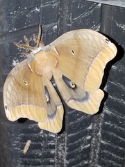 Antheraea polyphemus