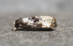 Phalonidia memoranda