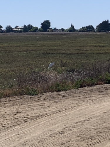 iNaturalist observation photo of Great Egret