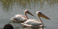 Pelecanus onocrotalus