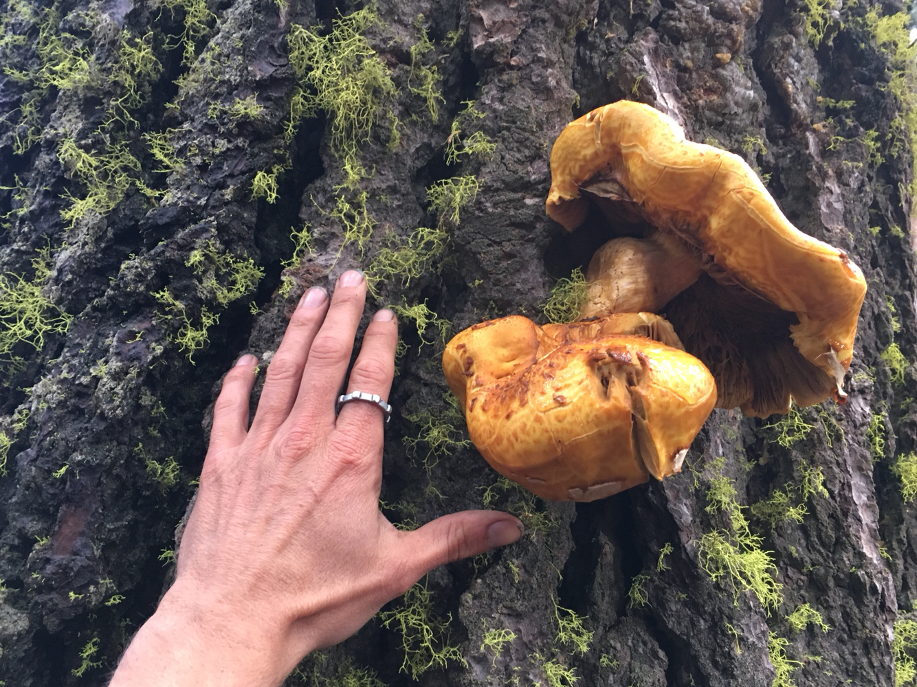 Gymnopilus ventricosus image
