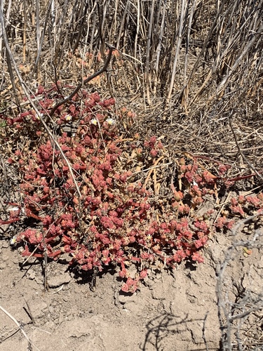 iNaturalist observation photo of Slender Iceplant