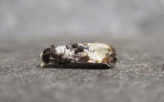 Phalonidia memoranda