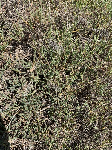iNaturalist observation photo of pickleweeds