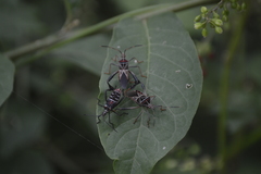 Leptoglossus lineosus