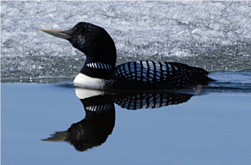 Yellow-billed Loon
