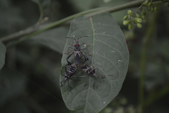Leptoglossus lineosus