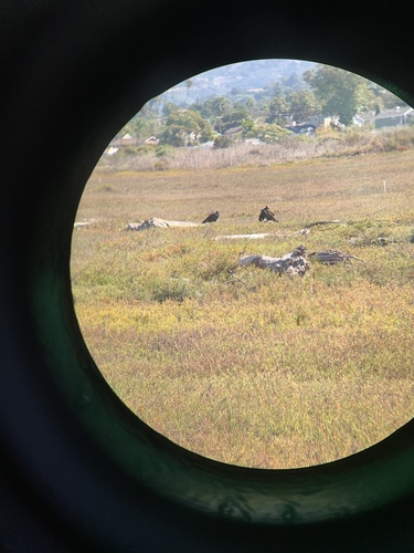 iNaturalist observation photo of Turkey Vulture