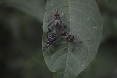 Leptoglossus lineosus