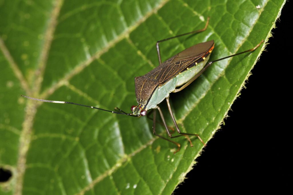 Leptopetalops
