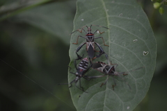 Leptoglossus lineosus